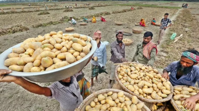 potato farmers