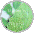 Tomato plant leaf yellowing image within a circle shape