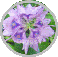 Water hyacinth flower image within a circle shape