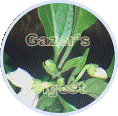 Pepper Plant image within a circle shape