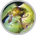 The strange-looking beetle image within a circle shape