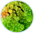 Azolla pinnata image within a circle shape
