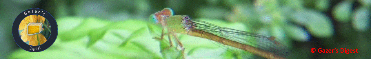 Header image shows a damselfly