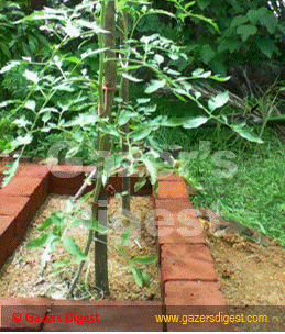 A raised garden bed