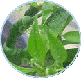 Chilli plant image within a circle shape